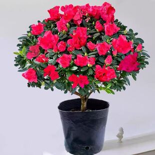 ��t�Ї��t���N�����Ԏ������Ϙ��ļ��_���҃����̨�Gֲ���B�׻�