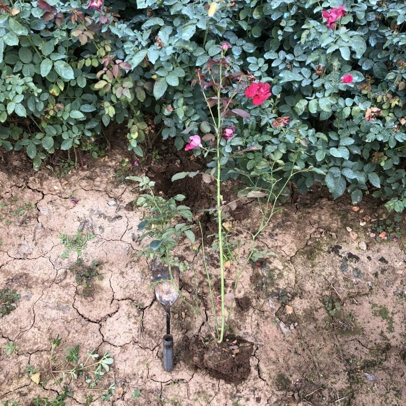 Red Hat Rose Инженерная рассада Происхождение Оптовая база Озеленение Инженерный цветной блок Рассада Украшенное цветочное зеркало