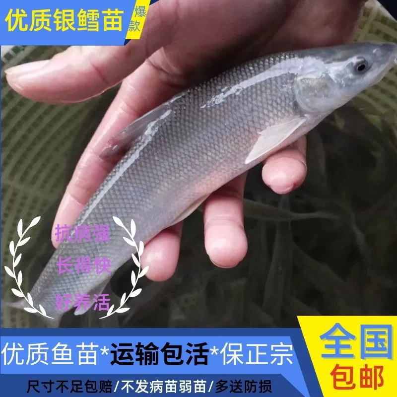 Freshwater cod, giant scale barbel fry, cold-resistant and oxygen-resistant large fish, simple and easy to raise, straight from the fishery to your home