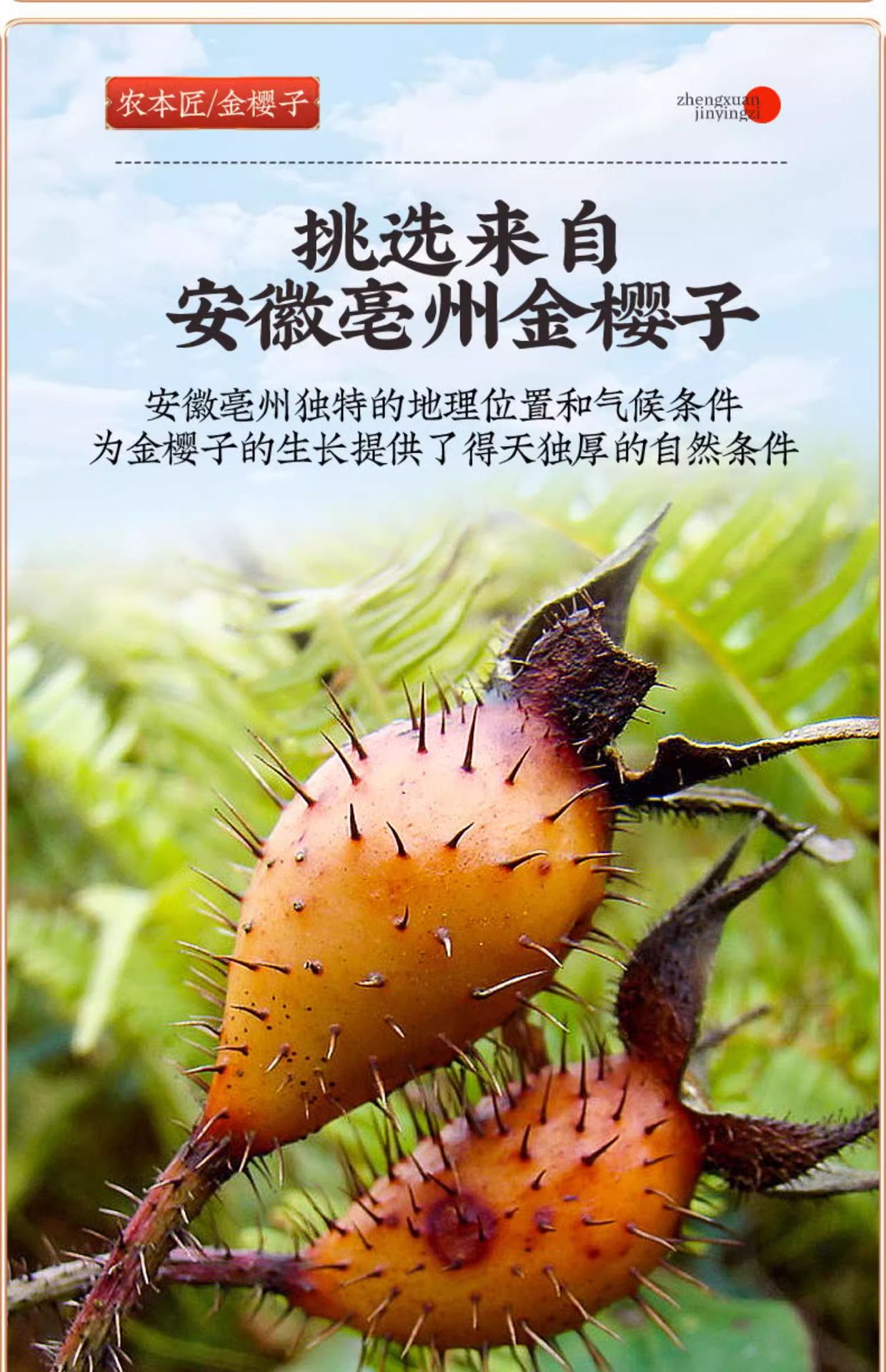 Dried Cherokee Rose Fruit Jin Ying Zi 130g Bottled Chinese Herbal Decoction Pieces specifications