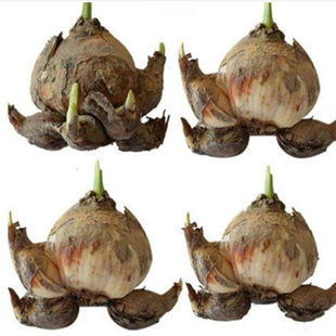 ˮ�ɻ��N���҃��̨ˮ��ˮ�Bˮ�������ļ����ܶ���N�ͺ�ֲ��N��