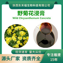Ұջ Ұջȡ Wild Chrysanthemum Concrete  ͪ