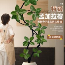 孟加拉榕树客厅绿植大气上档次室内大型盆栽榕感好养
