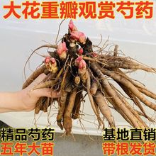 ںʝ^pșذKѿl؛ļͥԺɽ|ͺ