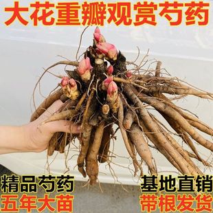 ���ںʝ��^�p��ș�����ذ������K��ѿ�l؛�ļ�����ͥԺɽ�|�ͺ�