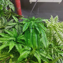 ާݾGɫֲﲨ˹ާ~y߸~~b