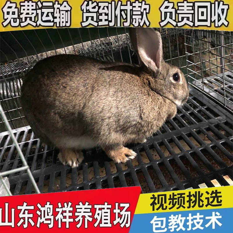 山东鸿祥大型活物兔子养殖场低价供应优质比利时兔子活物肉兔包邮