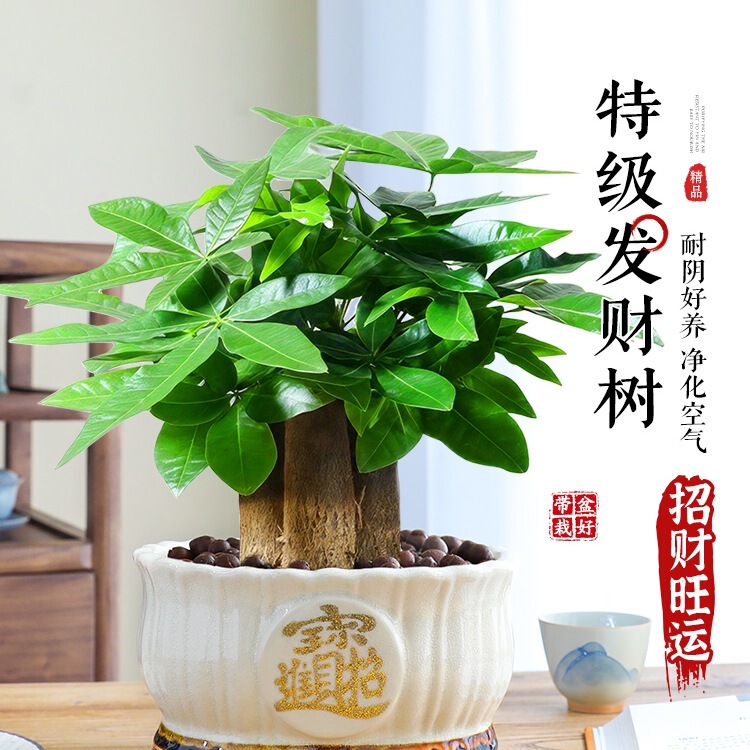 Large Three-Stemmed Money Tree Green Plant Potted Plant Indoor Opening Chinese Bonsai Money Tree Easy to Maintain in All Seasons