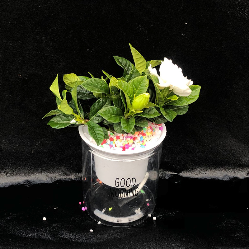 Oficina de árboles ricos para cultivar pequeñas plantas verdes en maceta, flores de arroz, plantas de mesa hidropónicas de orquídea de tigre