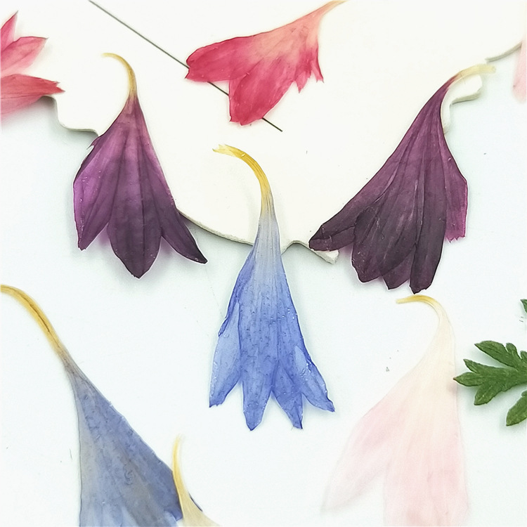 Natural Dried Cornflower Flowers, Pressed Flowers for Nail Art, Face Stickers, Photo Resin Ornaments, Handmade Material Kits, Plant Specimens Natural Dried Cornflower Flowers, Pressed Flowers for Nail Art, Face Stickers, Photo Resin Ornaments, Handmade Material Kits, Plant Specimens