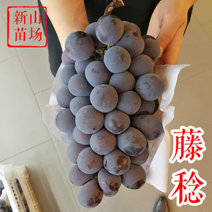 ���������� ƹ������ �۹� ����õ�� ��̫8̖ Ǥ��޽����ј���