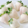 盆栽特大四季美白草莓苗