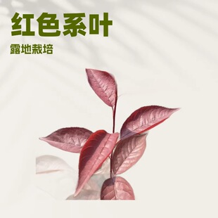 2026�����|���|����֦�t�~��G�h�� ���~���� Ǥ��С��a��ֱ�N