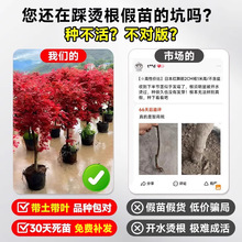 �ձ��t�������ļ��t�輧�L��������͗��~��ͥԺ�������ԾG��ֲ��