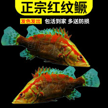 ���ڼt�y�Z�~��t�y�N���Z��ˮ�Bֳ�Z�~����Z�N���Z��ˮ�^�p�~��