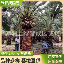 加拿利海枣批发 加拿利海枣基地苗木美化行道绿化加拿利海枣