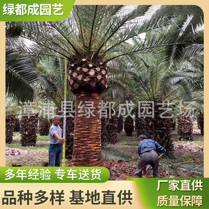 Канарские Дата большая Канарские Дата база оптом мульти-спецификации Канарские Дата поставки