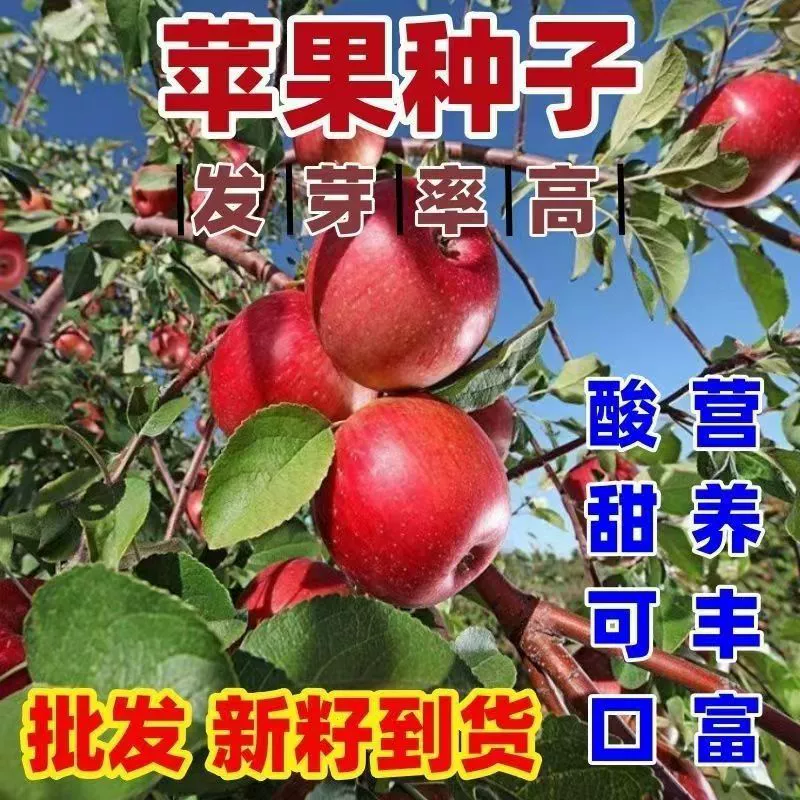 Новые яблоневые семена года, фруктовые семена, посеянные в любое время года, семена яблони, семена комнатной груши в горшках.