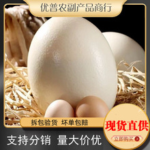 超特大新鲜食用鸵鸟蛋礼盒鸸鹋蛋食用中秋节端午节送礼品美味营养