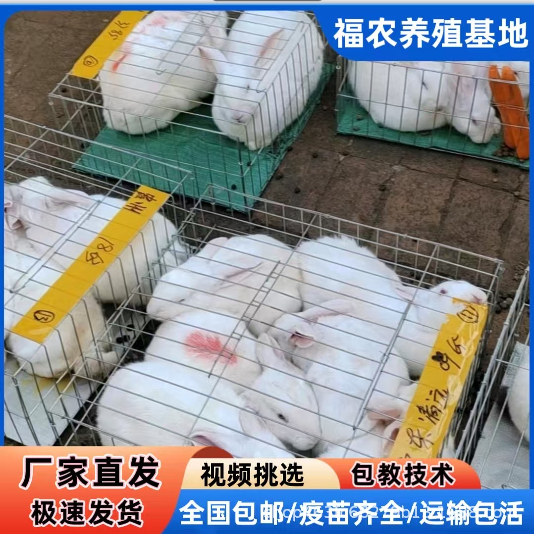 大型新西兰肉兔种兔繁育基地