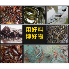 Four Seasons King Almighty King Shrimp, Eel, Loach, River Shrimp, Lobster and Eel Bait 70 bags per piece