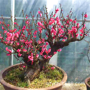 ÷�������Ϙ�����ֲ���҃Ⱥ��B���÷��ɰ÷�ͺ��辰�D÷ԭ������