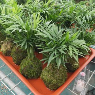 Pocket Coconut, Interesting Green Plant, Easy-To-Grow Indoor Sunflower Potted Plant, Hawaiian Bamboo, Foliage and Phoenix Tail Bamboo