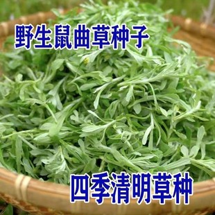 �ļ������ݷN�����ݷN���²������ݷN���������N��������Ұ�˷N