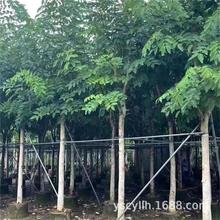 �D�c�� ������  ţ�ǘ� ��˹��A���l5-25����