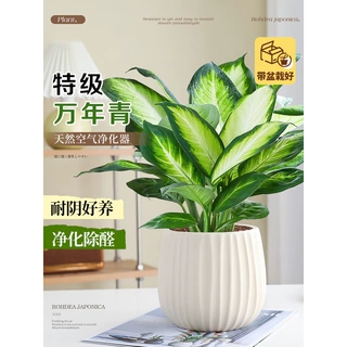 特级万年青盆栽室内绿植常绿办公室内桌面客厅净化空气好养活植物