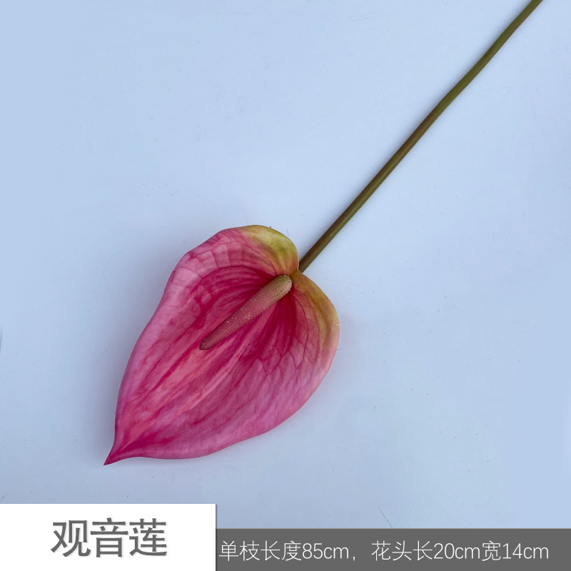 관음련 JLK 18호 로즈 핑크