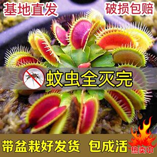 [Hot Sale] Flytrap Potted Carnivorous Plant Carnivorous Plant Large Seedlings Children's Toy Mosquito Repellent Indoor Good Green Plants