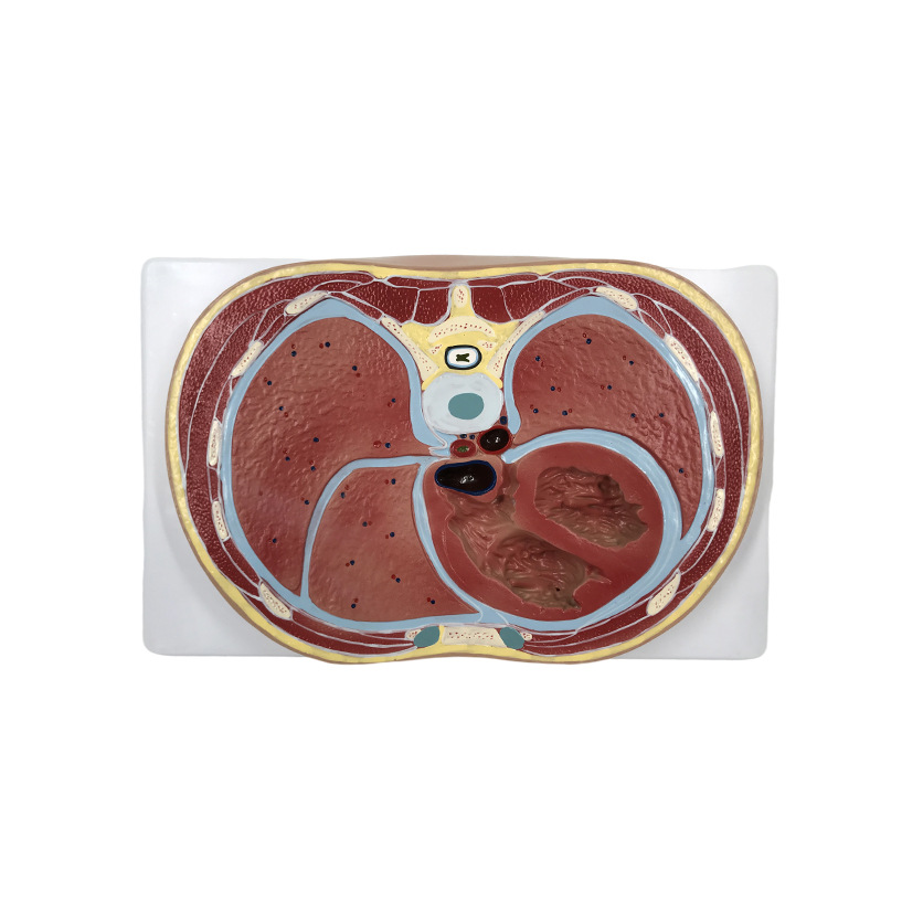 U078 chest horizontal cutting model