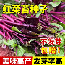 ț߲˷NӲʮ¼tϲ̦țͥNֲļ̨ͥԺײ