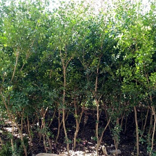 Single-Pole Melon Seed Boxwood Courtyard House Shape Tree Landscape Tree Greening Seedlings Large Supply of Melon Seed Boxwood