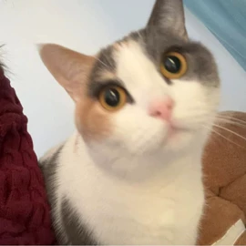 男式T恤;马克杯;洗唛、商标