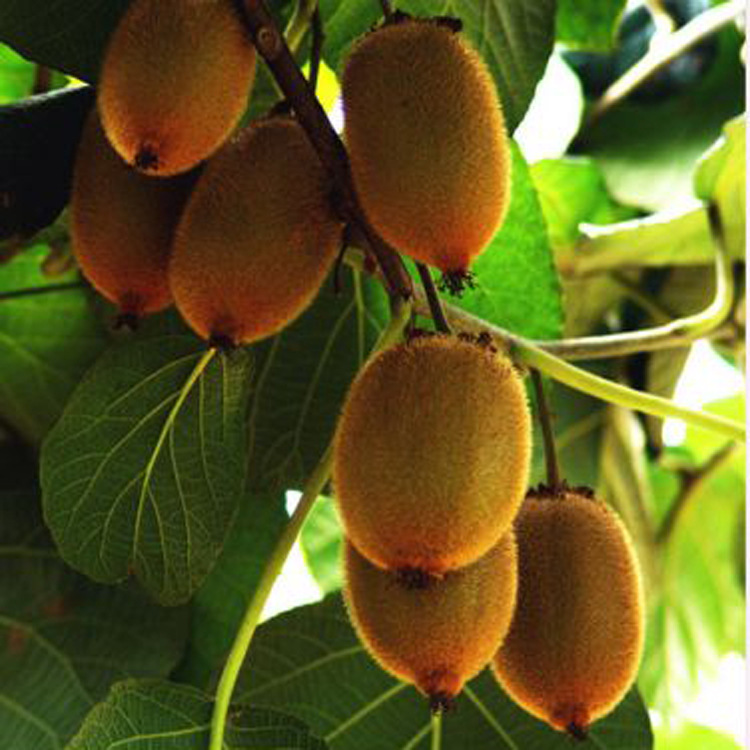 �������⨺��ң��㾫������㾫����ݮ�㾫���ջ��㾫