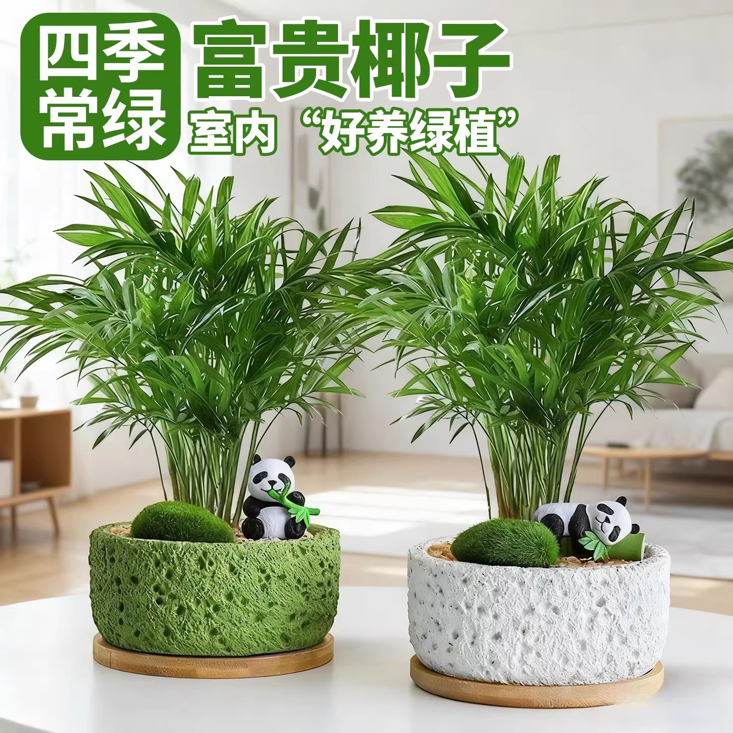 Miniature Coconut Potted Plant, Indoor Flower and Green Plant for Living Room Tabletop, Eye-Friendly Plant, Easy to Care For, Purifies the Air, Evergreen All Year Round