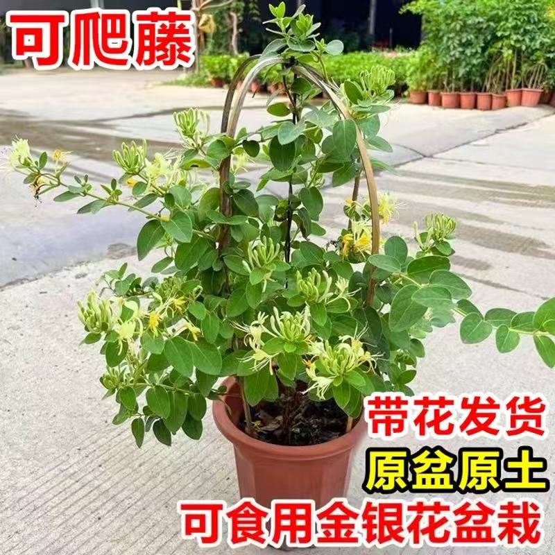 金银花树苗盆栽带花阳台庭院可观赏食用老桩四季开爬藤花卉绿植物