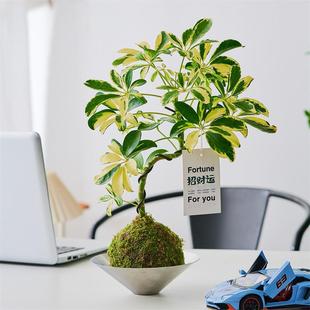 Philodendron Moss Ball Lazy Plant Indoor Easy to Grow Office Desktop Potted Plant Air Purifying Philodendron