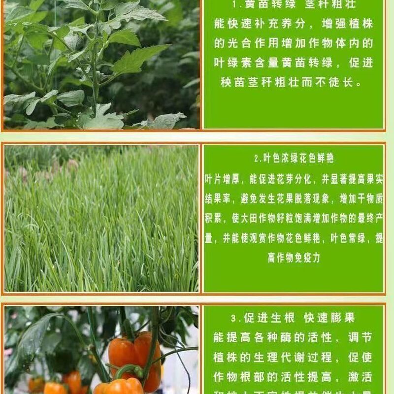 速緑120水溶肥は栄養を急速に補充して植物の光合成を強化します。|undefined