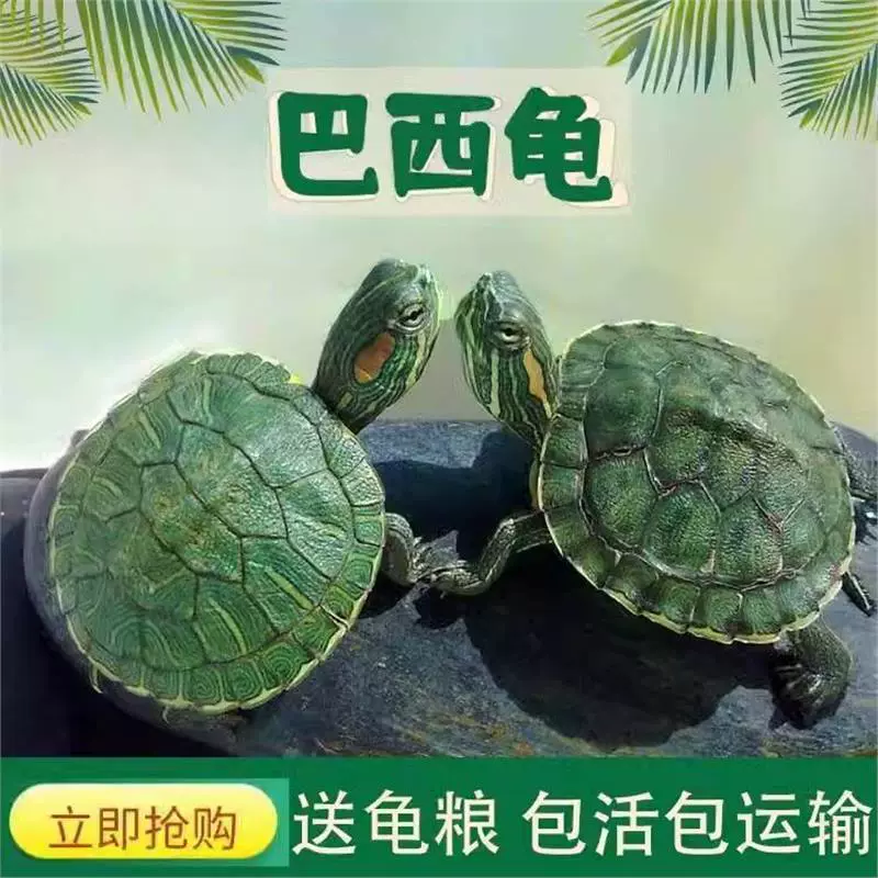 Золотая бразильская пара черепах, пара маленьких зеленых черепах, большие черепахи, декоративные черепахи, черепахи глубоководного богатства, живые черепахи.