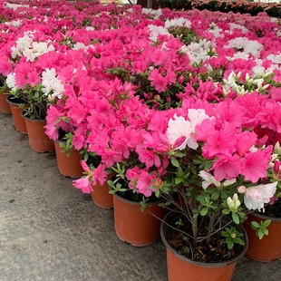 ���N������ ���⻨�@ֲ�� ϞƤ���NͥԺ�ļ��_ �����̨�Ϙ�����