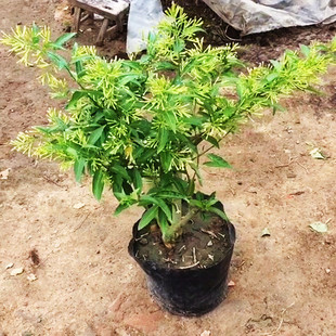 ����ҹ���㻨���������ҹ�������ԾGֲ����ֲ���҃Ȼ��箔���_��