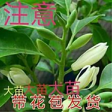 【黄果兰树】_黄果兰树品牌/图片/价格_黄果兰树批发_阿里巴巴