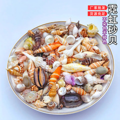 貝殻と法螺貝をポンド単位で販売 ネオンサンド貝とミックス貝殻 手作りDIYテーブル作り ドリフトボトル