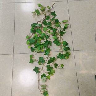 ����Gֲ�ڒ���m�������Gɫֲ�ﲨ˹��ާ��ڑҿ��b�ާ�~�ٗl