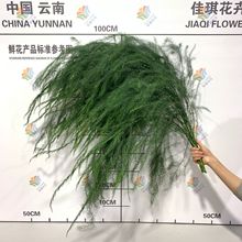 新鲜芦荀草叶材鲜花户外婚庆森系婚礼布置花材DIY龙须草拍摄道具