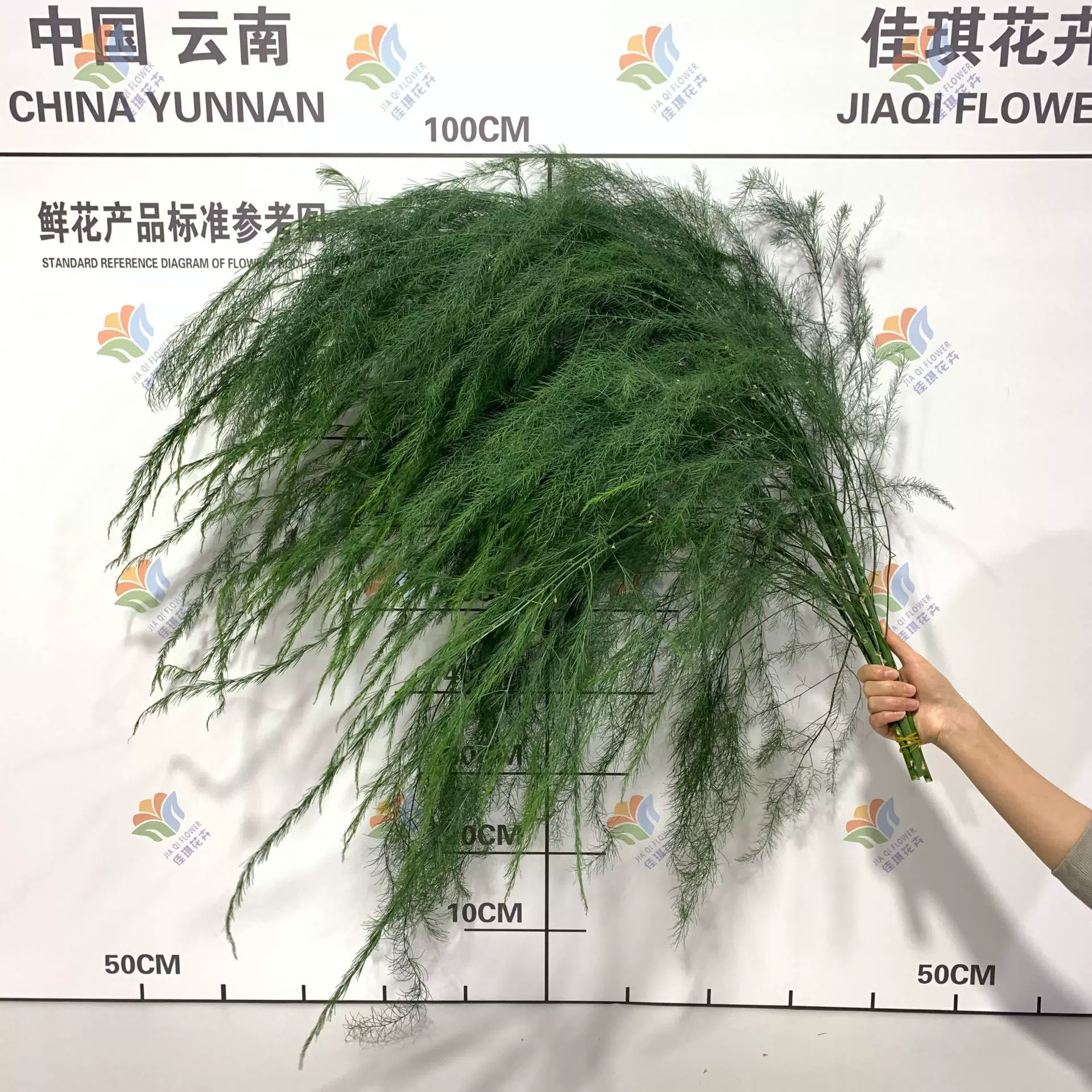 新鲜芦荀草叶材鲜花户外婚庆森系婚礼布置花材DIY龙须草拍摄道具