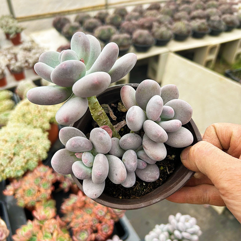 복숭아미인, 전체 10cm+